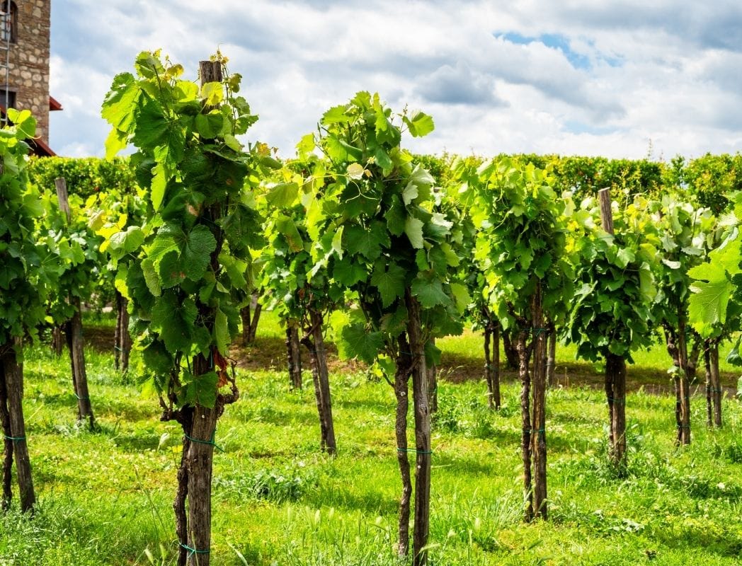 Kakheti wine region private day trip in Georgia